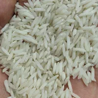 برنج شیرودی خالص