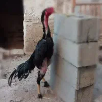 جوجه اوشامو از نسل آقای برقراری