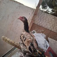 جوجه خروس لاری کوشامو