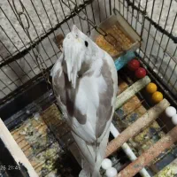 عروس  آلبینو دوکت نسکافه ای|پرنده|تربت‌حیدریه, سرمحله|دیوار