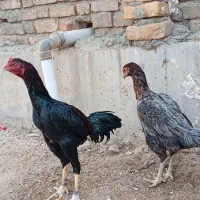 مرغ و خروس لاری|حیوانات مزرعه|سرپل ذهاب, |دیوار