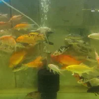 کوی نژاددار و کوی باله سوپر بلند و کوتاه|ماهی|پاکدشت, پاکدشت (مامازند)|دیوار