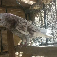 کلیدگم شده کبوتر|اشیا|کوهدشت, |دیوار