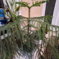 کاج مطبق ۳ ساله ۴طبقه همراه با گلدان سرامیکی|گل و گیاه طبیعی|رشت, جهاد|دیوار