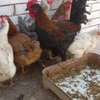 مرغ خروس محلی|حیوانات مزرعه|کرمان, |دیوار