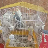 دوعددعروس هلندی