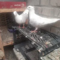 جفت دوکت کاکل پلاکی