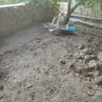 تخم قوقاز