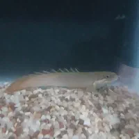 ماهی پولی|ماهی|خرمدره, |دیوار