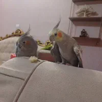 پرندگان