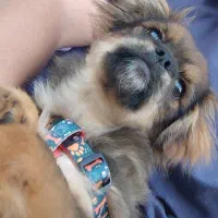 واگذاری پیکینیز امپریال|سگ|رشت, رشتیان|دیوار