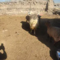 ارشق|حیوانات مزرعه|ارشق, |دیوار