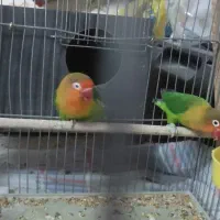 فقط معاوضه با قناری