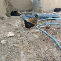 مرغ بومی