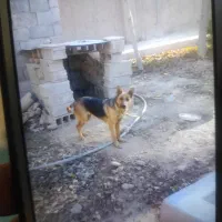 سگ ژرمن ماده