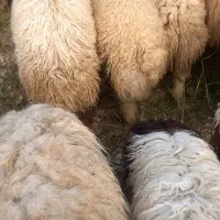 گوسفند وبره میش وبره ۴۰تا