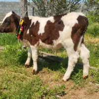 گوساله هلشتاین نر خوراک خور از تلیسه گاو