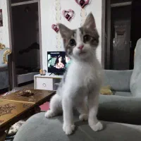 گربه سه ماهه