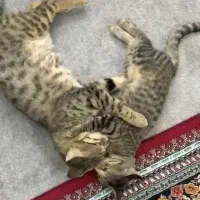 واگذاری دو گربه ۱ساله و ۵ماهه واکسن زده