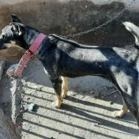 2عدد سگ نرو ماده 6ماه برای نگهبانی و گله|سگ|قم, شاه ابراهیم|دیوار