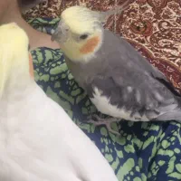 پرنده گم شده
