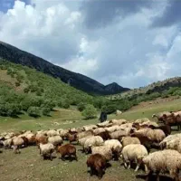 بره درجه۱ زیر قیمت بازار