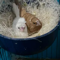 دو جفت فنچ بنگالی نرو ماده رو تخم