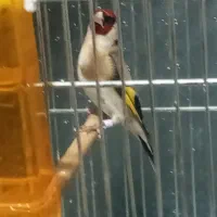 سهره مست از سه تومن تا پنج تومن