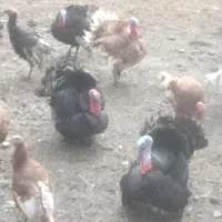 تعدادی بوقلمون نر وماده نژاد برنز وبوربون ۱۷ ماه|حیوانات مزرعه|مشهد, منزل آباد|دیوار