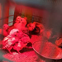 جوجه سبرایت.مرغ وخروس.تخم نطفه دار