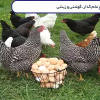 فروش مرغ تخم گذار