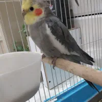 عروسهلندیسخنگو|پرنده|ایلام, |دیوار