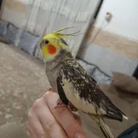 عروس هلندی|پرنده|بندرعباس, |دیوار