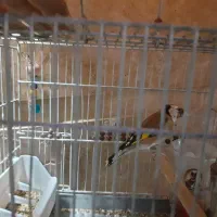 دوعددسهره نر|پرنده|شیراز, شهرک کوثر|دیوار