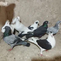 کفتر|پرنده|شیروان (خراسان), |دیوار