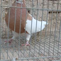 طوقی طوق شازده زرد