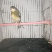 سهره قناری طوطی گرینچیک راهب عروس مینا|پرنده|مشهد, الهیه|دیوار