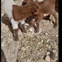 بزغاله شیری