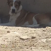 سگ ماده ۱۲ماهه