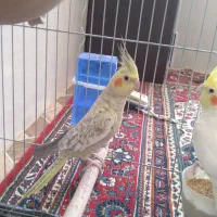عروس هلندی مولد