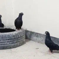 کبوتر زاغ آبادانی اصیل ذات دار|پرنده|خاش, |دیوار