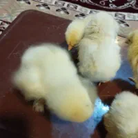 جوجه مرغ برهما