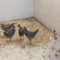 مرغ و خروس و جوجه