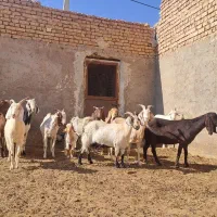 ۱۶ عدد بز پاکستانی شیرا بدرد بخور