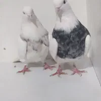 طوقی جفت الماسی اجری|پرنده|رباط‌کریم, رباط‌کریم|دیوار