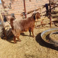 یک نری و یک گیسه چاق نزات مناسب کشتن نذر