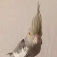 جوجه عروس هلندی|پرنده|فردیس, فرامرزیه|دیوار