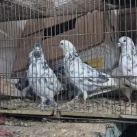 کبوتر پرشی|پرنده|قزوین, |دیوار