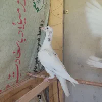 دو عدد سفید خال دار بچه هفت رنگ سالم وکسن خورده
