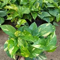 همایش ویژه گل و گیاه